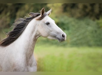 Shagya Arabian, Mare, 5 years, 15,2 hh, Grey