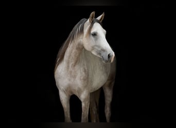 Shagya Arabian, Mare, 5 years, 15,2 hh, Grey