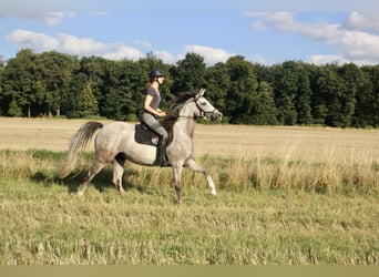 Shagya Arabian, Mare, 5 years, 15,2 hh, Grey