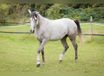Shagya Arabian, Mare, 5 years, 15,2 hh, Grey