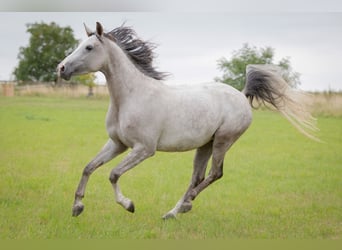 Shagya Arabian, Mare, 5 years, 15,2 hh, Grey