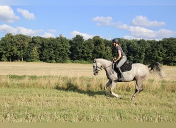 Shagya Arabian, Mare, 5 years, 15,2 hh, Grey