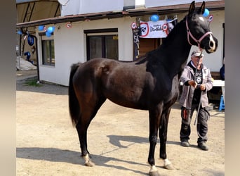 Shagya Arabian, Mare, 7 years, 15.1 hh, Black