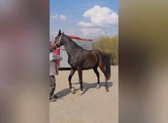 Shagya Arabian, Mare, 7 years, 15.1 hh, Black
