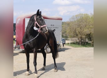 Shagya Arabian, Mare, 7 years, 15,1 hh, Black
