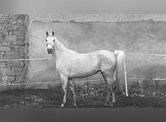 Shagya Arabian, Mare, 7 years, 15,1 hh, Dun