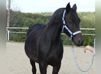 Shagya Arabian, Mare, 8 years, 15 hh, Bay-Dark