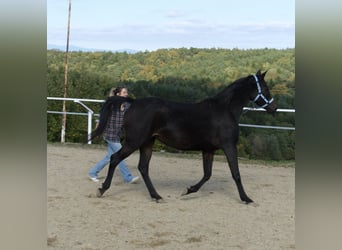 Shagya Arabian, Mare, 8 years, 15 hh, Bay-Dark