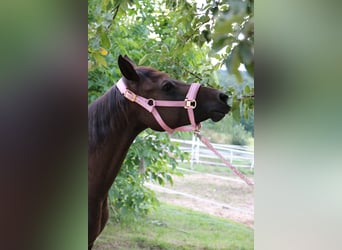 Shagya Arabian, Mare, 8 years, 15 hh, Bay-Dark