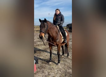 Shagya Arabian, Mare, 9 years, 14,3 hh, Brown