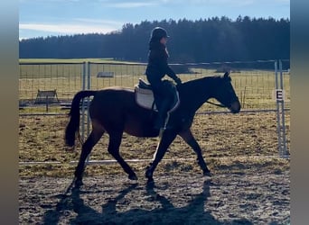 Shagya Arabian, Mare, 9 years, 14,3 hh, Brown