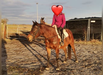 Shagya Arabian, Mare, 9 years, 14,3 hh, Brown