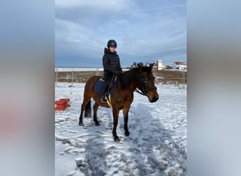 Shagya Arabian, Mare, 9 years, 14,3 hh, Brown