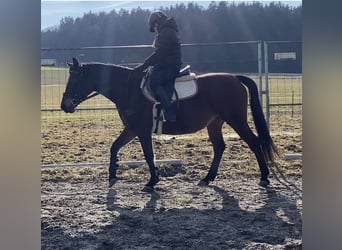 Shagya Arabian, Mare, 9 years, 14,3 hh, Brown