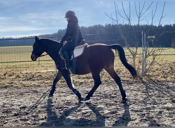 Shagya Arabian, Mare, 9 years, 14,3 hh, Brown