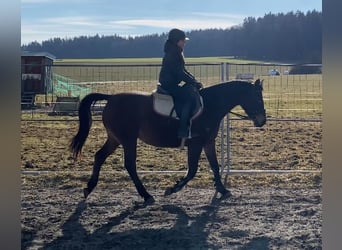 Shagya Arabian, Mare, 9 years, 14,3 hh, Brown