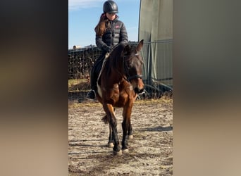 Shagya Arabian, Mare, 9 years, 14,3 hh, Brown