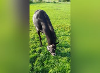 Shagya Arabian, Stallion, 16 years, 14,3 hh, Black