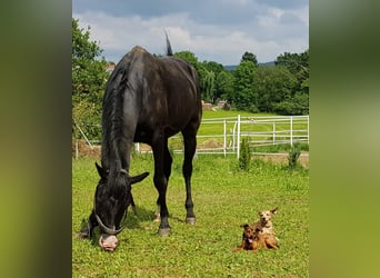 Shagya Arabian, Stallion, 16 years, 14,3 hh, Black