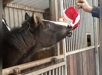 Shagya Arabian, Stallion, 1 year, 14,3 hh, Black