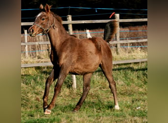 Shagya Arabian, Stallion, 1 year, 14.3 hh, Gray-Red-Tan