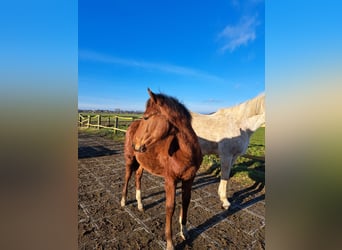 Shagya Arabian, Stallion, 1 year, 15.1 hh, Brown-Light