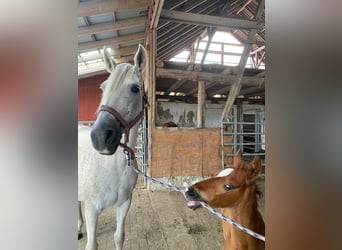 Shagya Arabian, Stallion, 1 year, 15.1 hh, Brown-Light