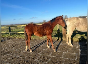 Shagya Arabian, Stallion, 1 year, 15.1 hh, Brown-Light