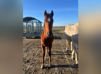 Shagya Arabian, Stallion, 1 year, 15.1 hh, Brown-Light