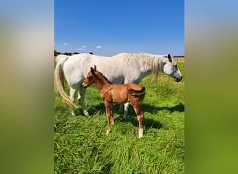 Shagya Arabian, Stallion, 1 year, 15.1 hh, Brown-Light