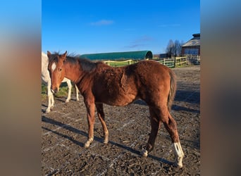 Shagya Arabian, Stallion, 1 year, 15.1 hh, Brown-Light