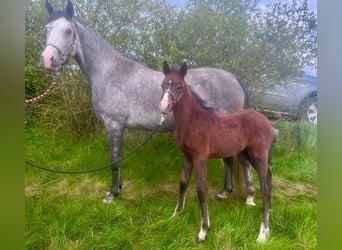 Shagya Arabian, Stallion, 1 year, 15,1 hh, Can be white