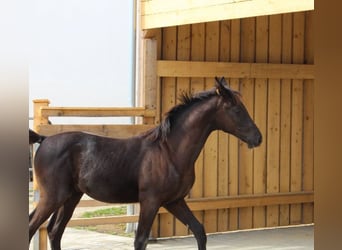 Shagya Arabian, Stallion, 1 year, 15.2 hh, Black