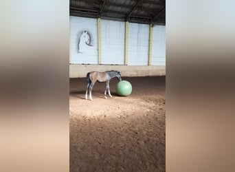 Shagya Arabian, Stallion, 1 year, 15.2 hh, Grey