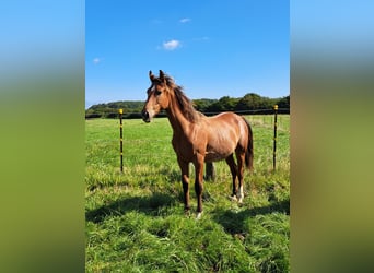 Shagya Arabian, Stallion, 1 year, 15,1 hh, Brown-Light