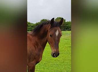 Shagya Arabian, Stallion, 1 year, 15,1 hh, Brown-Light