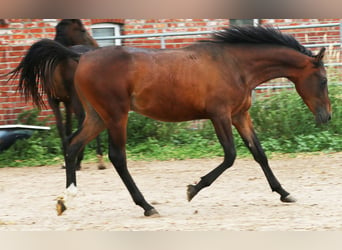 Shagya Arabian, Stallion, 1 year, Brown