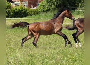 Shagya Arabian, Stallion, 1 year, Brown