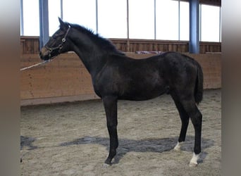 Shagya Arabian, Stallion, 1 year, Brown