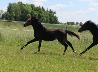 Shagya Arabian, Stallion, 1 year, Brown