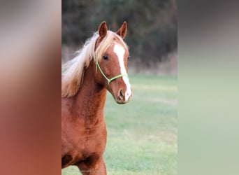 Shagya Arabian, Stallion, 1 year, Chestnut-Red