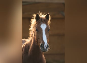 Shagya Arabian, Stallion, 1 year, Chestnut-Red