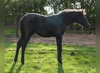 Shagya Arabian, Stallion, 1 year, Gray