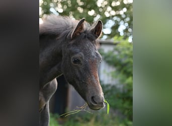 Shagya Arabian, Stallion, 1 year, Gray