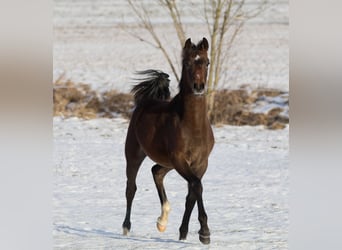 Shagya Arabian, Stallion, 1 year, Gray