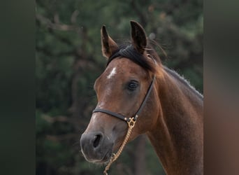 Shagya Arabian, Stallion, 1 year, Gray