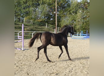 Shagya Arabian, Stallion, 2 years, 15.2 hh, Chestnut