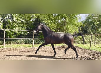 Shagya Arabian, Stallion, 2 years, 15.2 hh, Grey