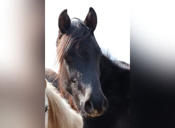 Shagya Arabian Mix, Stallion, 2 years, 15 hh, Can be white