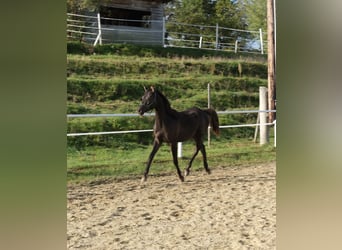 Shagya Arabian, Stallion, 2 years, 15,2 hh, Chestnut